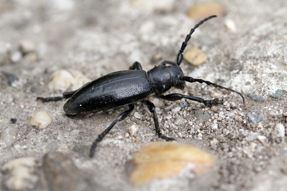 Dorcadion aethiops - fekete gyalogcincér