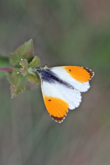Anthocharis cardamines - hajnalpírlepke