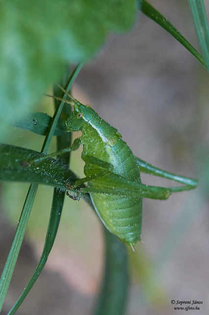 Isophya