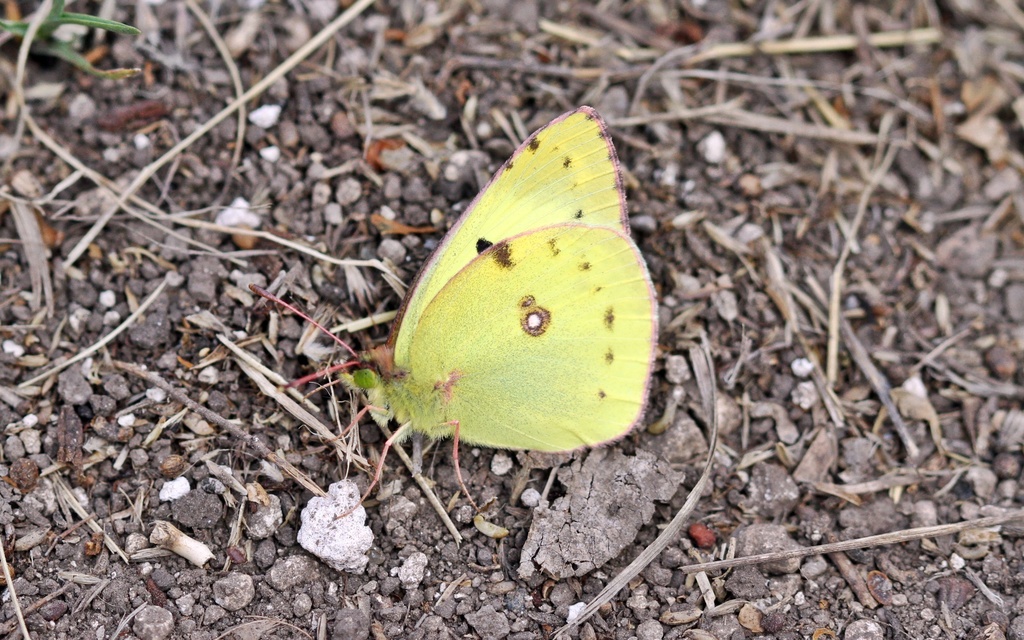 Colias
