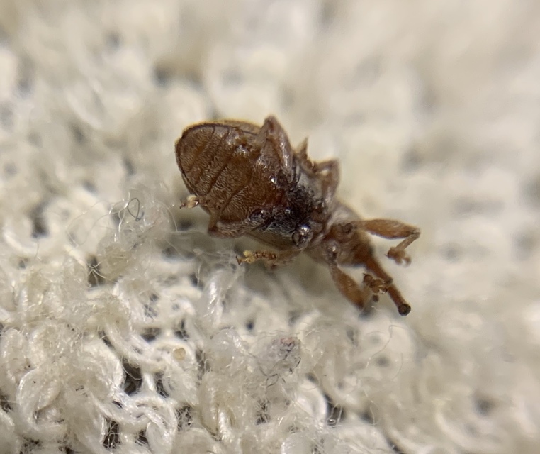 Dorytomus filirostris - egyenesorrú hangormányos