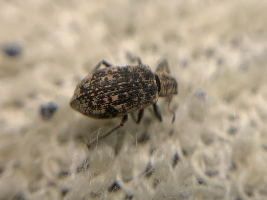 Polydrusus cervinus - aranyporos lombormányos