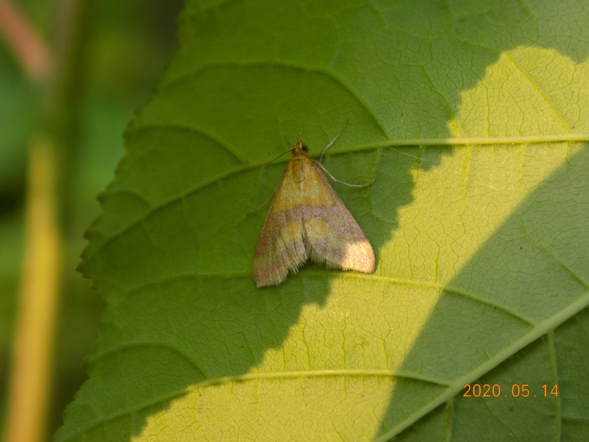 Pyrausta sanguinalis/virginalis