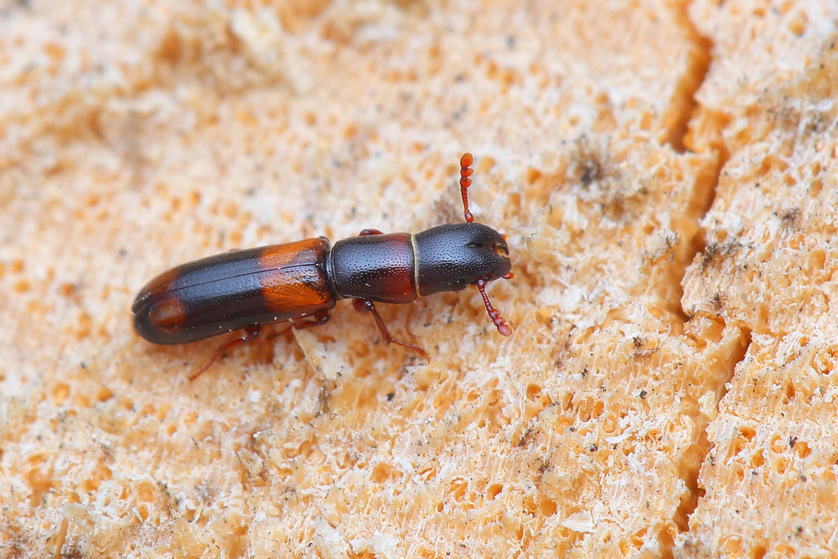 Nemozoma caucasicum - nagy karcsúkorongbogár