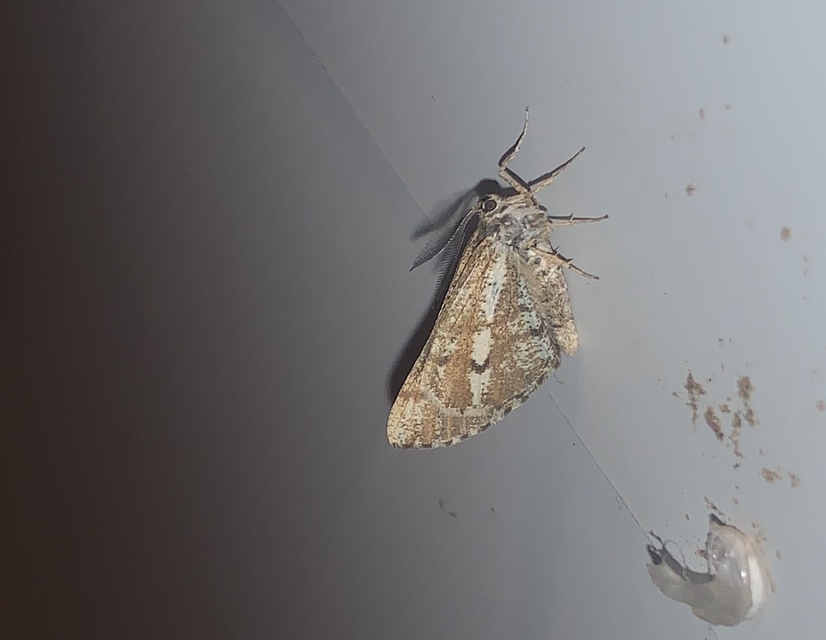 Bupalus piniaria - fenyőaraszoló