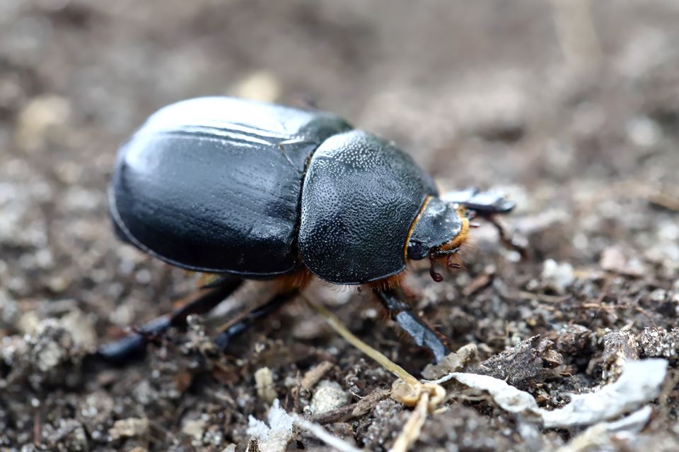 Pentodon idiota - butabogár