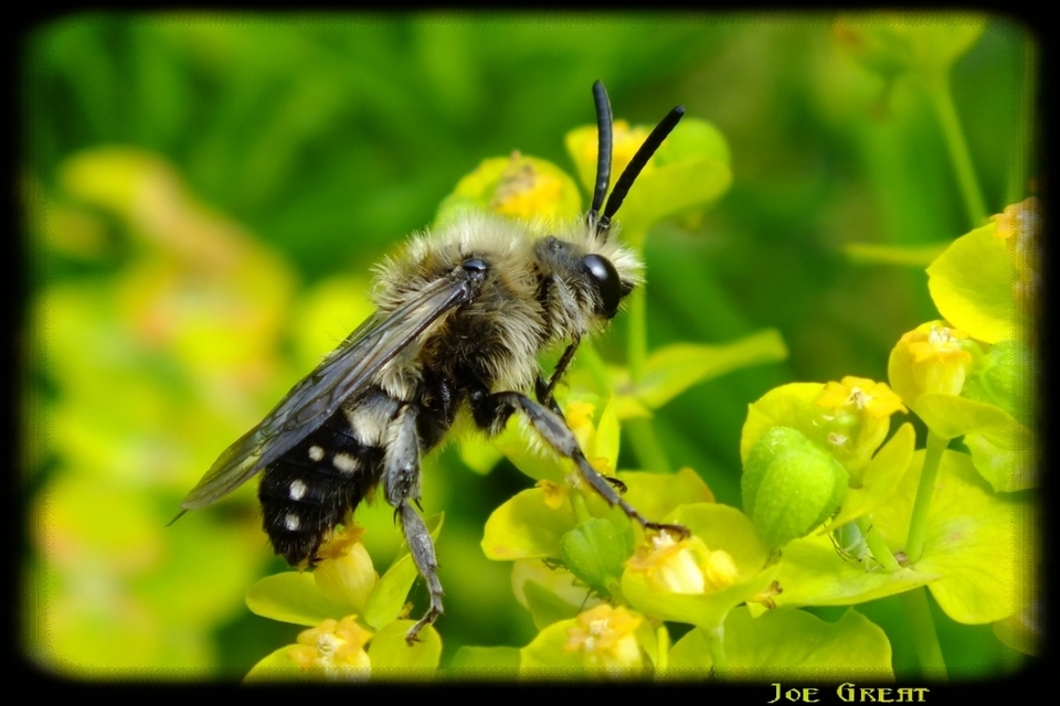 Hymenoptera - Hártyásszárnyúak