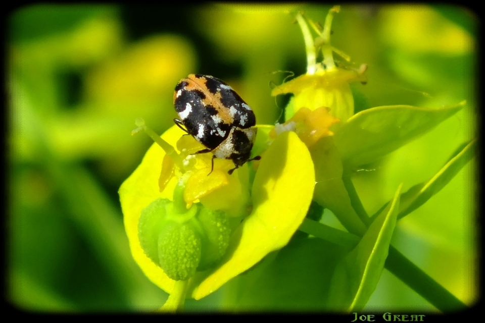 Anthrenus scrophulariae - nagy múzeumbogár