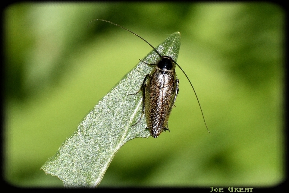 Ectobius