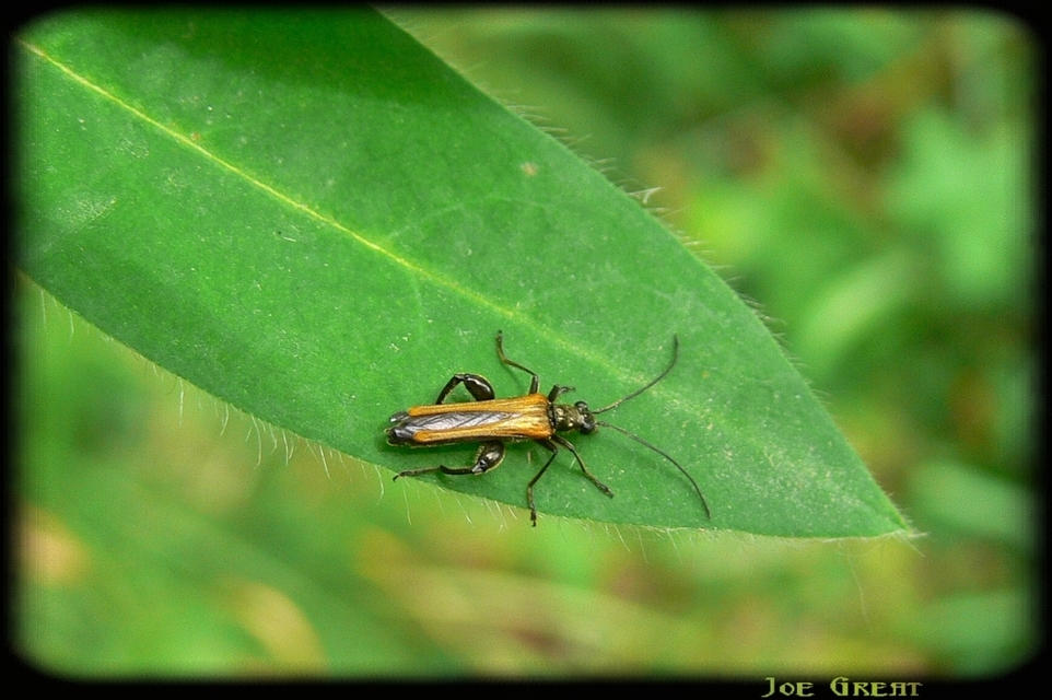 Oedemera femorata - sárgahátú álcincér