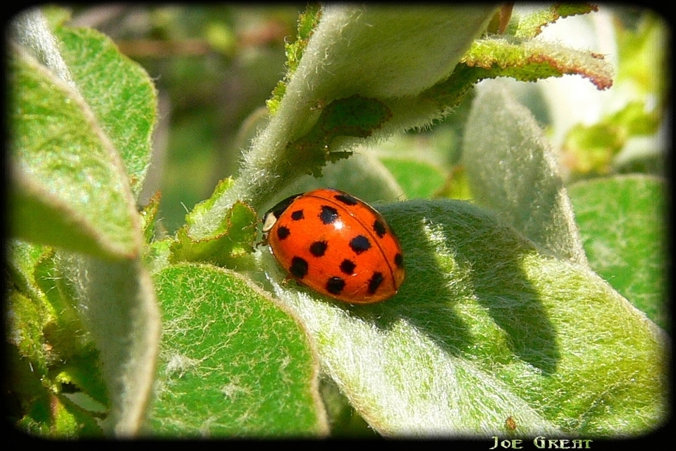 Harmonia axyridis - harlekinkatica