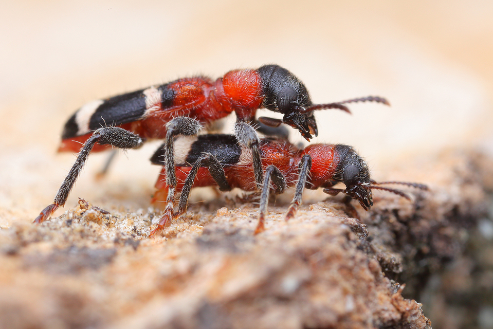 Thanasimus formicarius - vörösnyakú szúfarkas