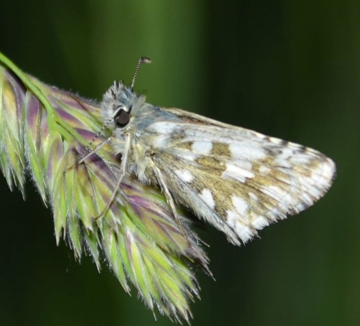 Pyrgus armoricanus - feles busalepke