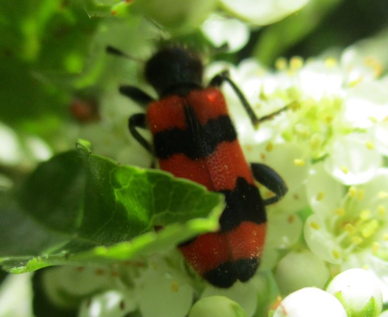 Trichodes apiarius - szalagos méhészbogár