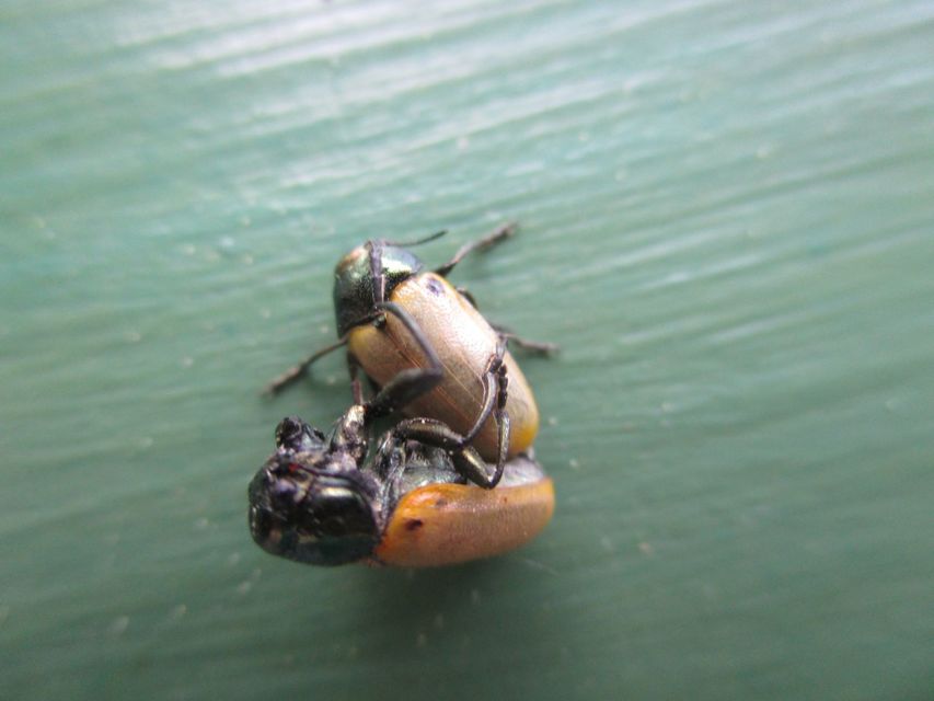 Labidostomis Labidostomis