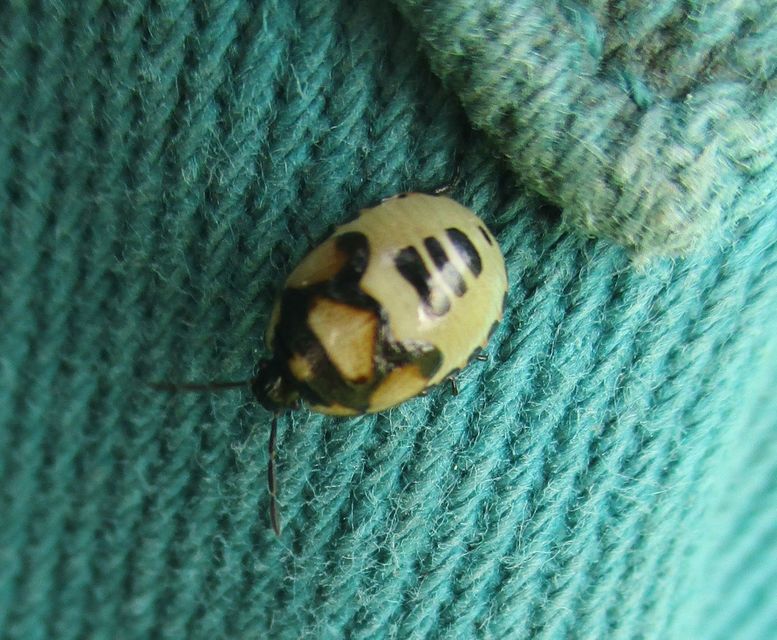 Tritomegas bicolor - foltos földipoloska