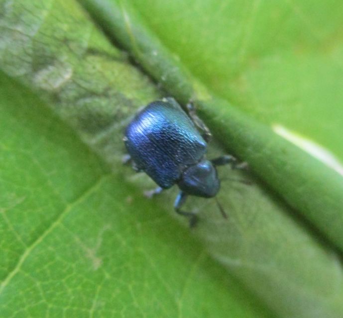Byctiscus betulae - szőlő-levélsodró