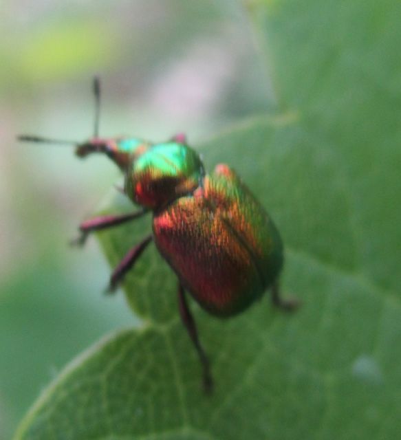 Byctiscus betulae - szőlő-levélsodró