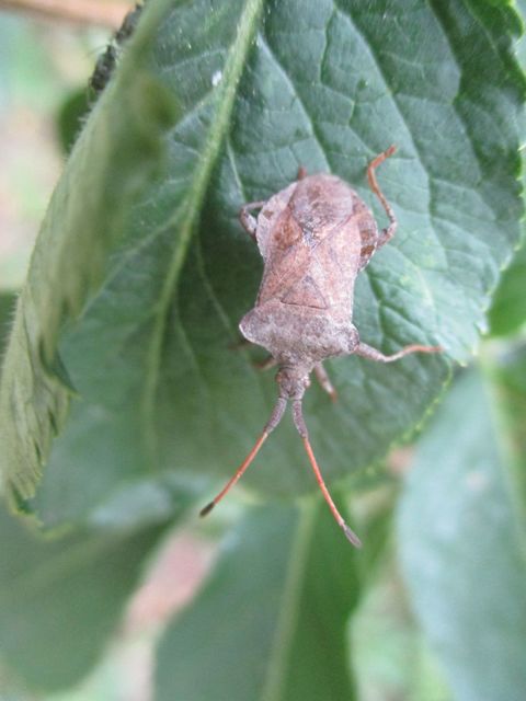 Coreus marginatus - közönséges karimáspoloska
