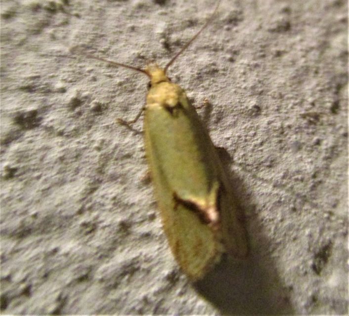 Agapeta hamana - közönséges sárgamoly