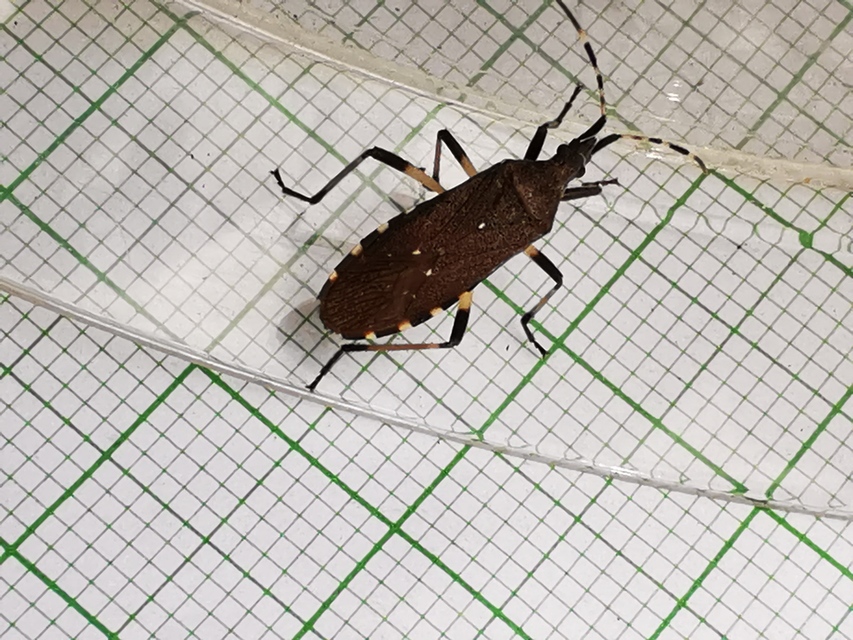 Dicranocephalus