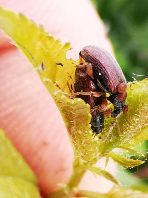 Phyllobius oblongus - közönséges levélormányos
