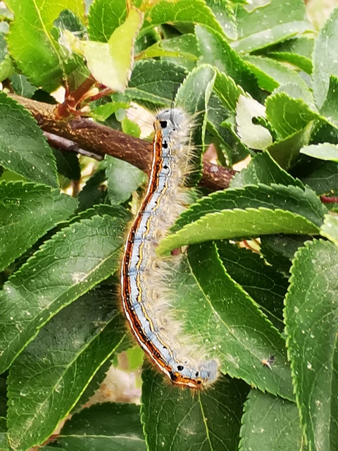 Malacosoma neustria - gyűrűsszövő
