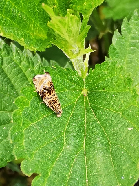 Celypha lacunana - vízparti tükrösmoly