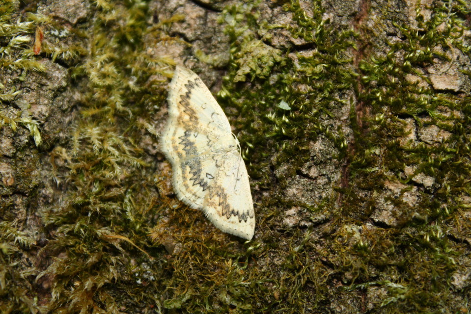 Cyclophora annularia - gyűrűs pettyesaraszoló