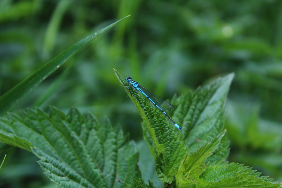 Coenagrion puella - azúrkék légivadász