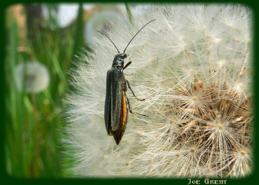 Oedemera