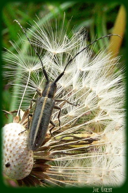 Agapanthia cardui - sávos bogáncscincér