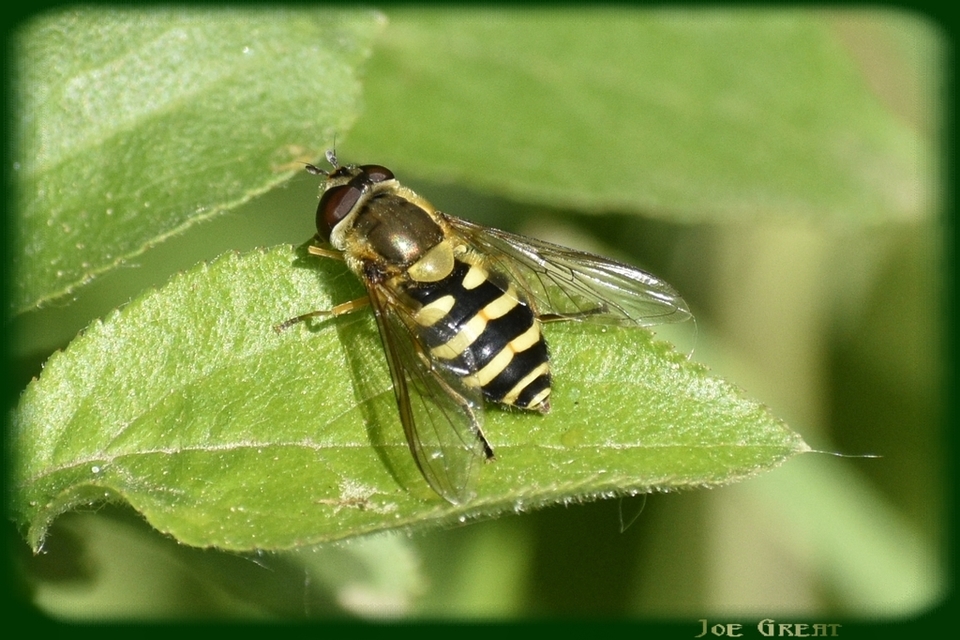 Syrphidae - zengőlegyek