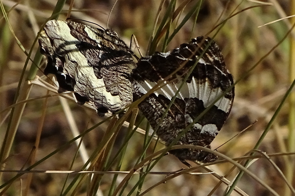 Brintesia circe - fehéröves szemeslepke