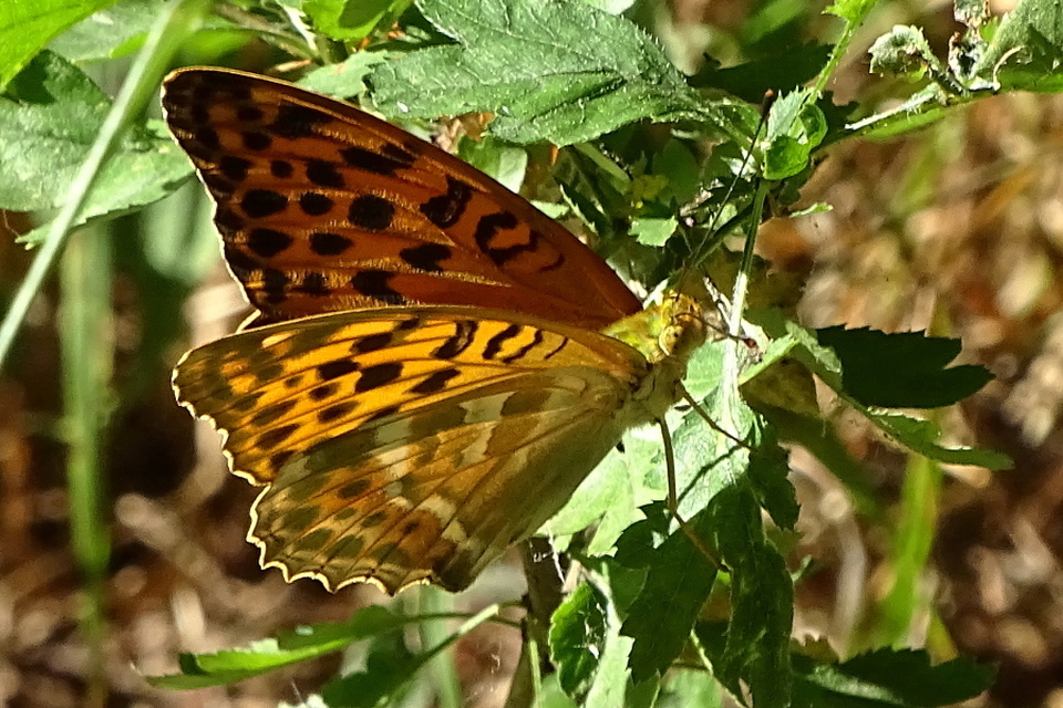 Argynnis paphia - nagy gyöngyházlepke