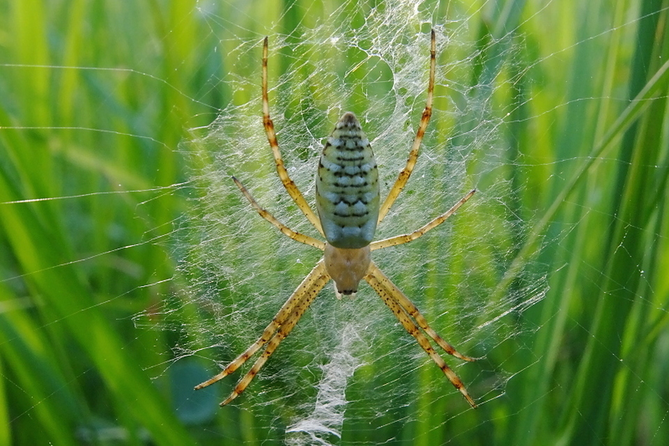 Argiope bruennichi - darázspók