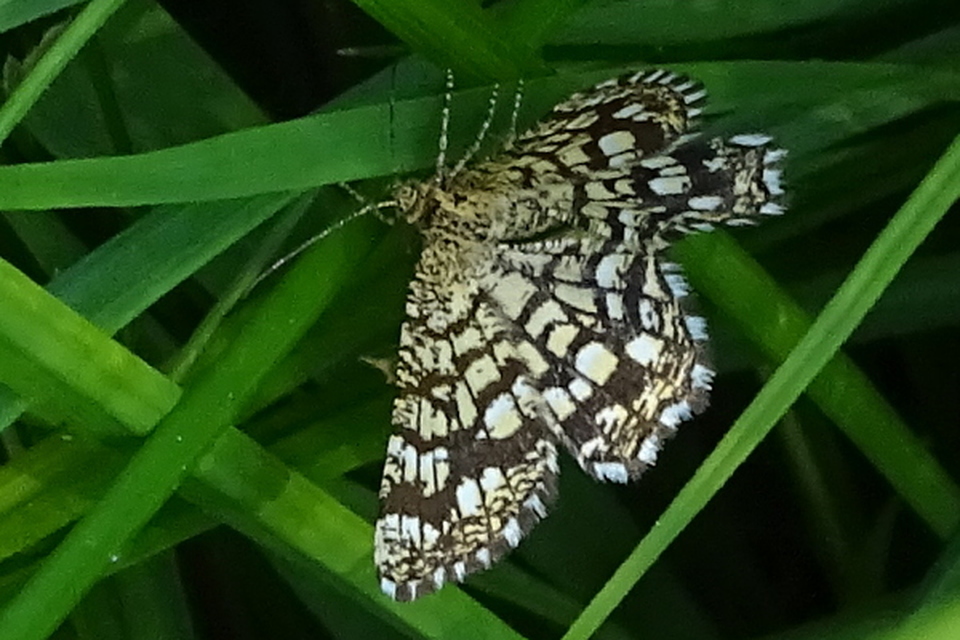 Chiasmia clathrata - rácsos rétiaraszoló