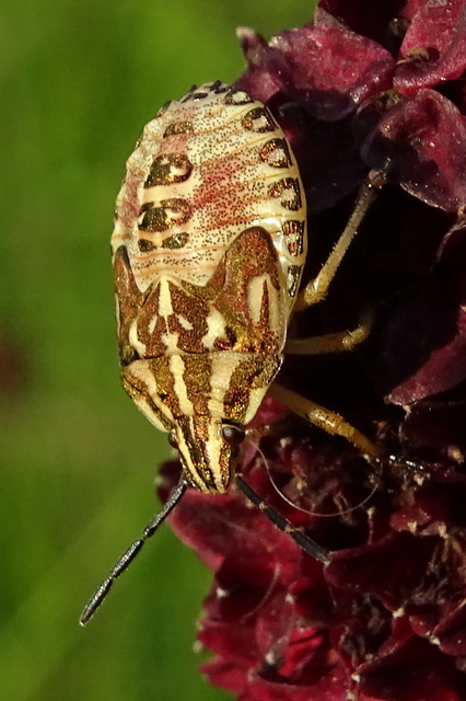 Carpocoris
