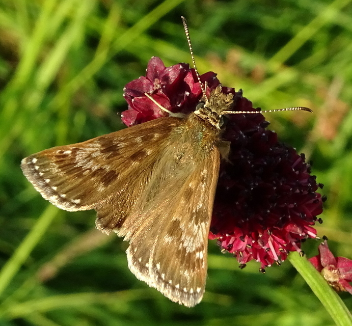 Erynnis tages - cigánylepke
