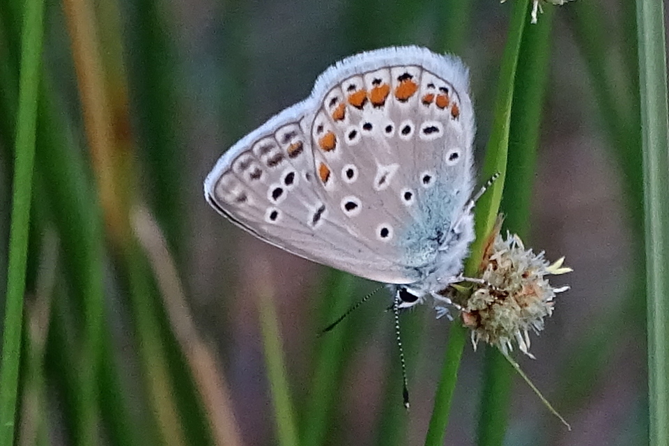 Polyommatus thersites - ibolyaszín boglárka
