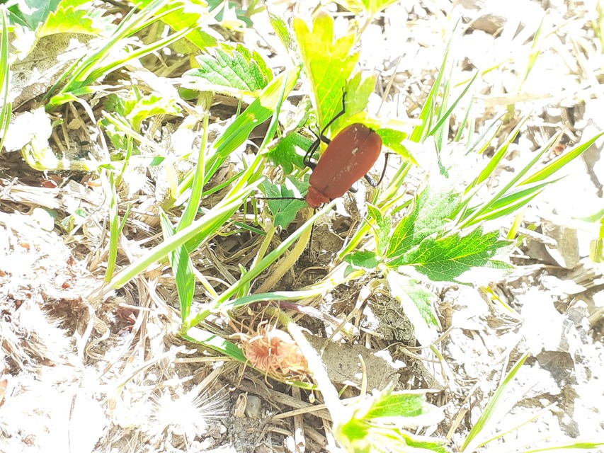 Pyrochroa serraticornis - közép-bíborbogár