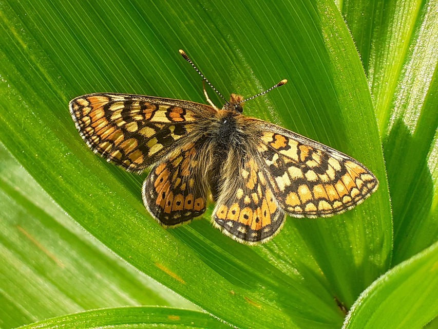 Euphydryas aurinia - lápi tarkalepke