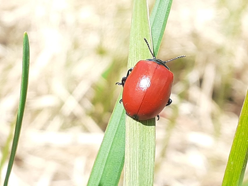 Chrysomela populi - nagy nyárlevelész