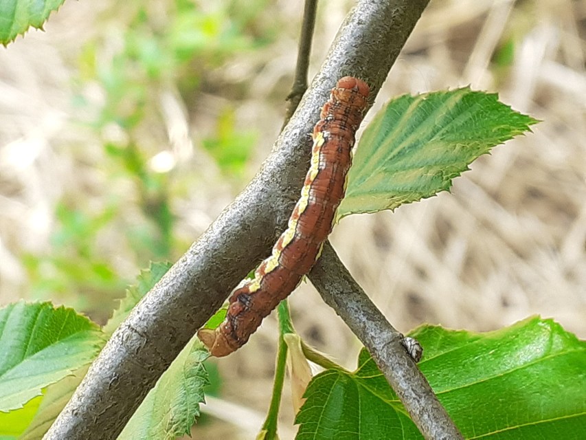 Erannis defoliaria - nagy téliaraszoló