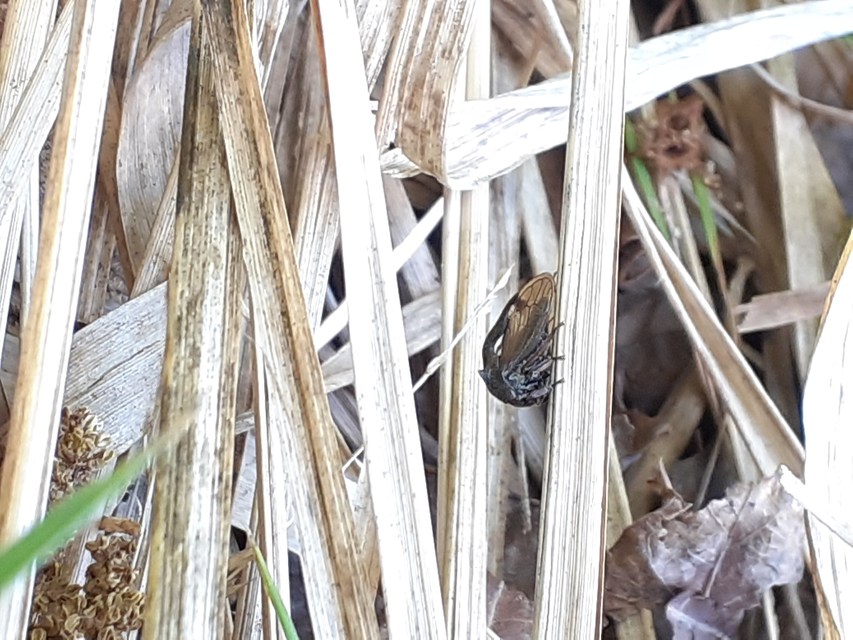 Centrotus cornutus - szarvaskabóca