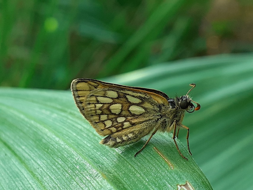 Carterocephalus palaemon - kockás busalepke