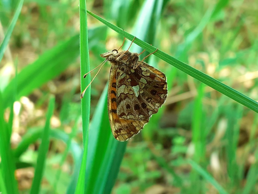 Boloria dia - kis gyöngyházlepke