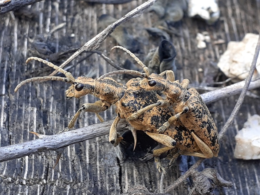 Rhagium sycophanta - tölgyes-tövisescincér