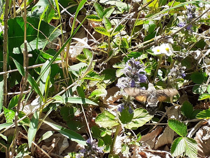 Macroglossum stellatarum - kacsafarkú szender