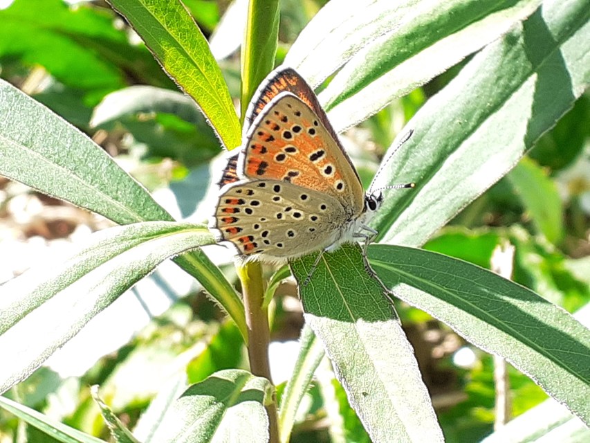 Lycaena thersamon - kis tűzlepke